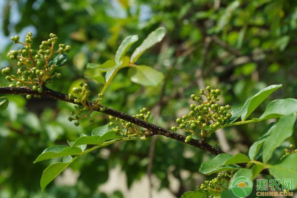 花椒种植管理