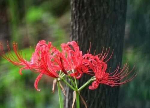 代表邪恶的花