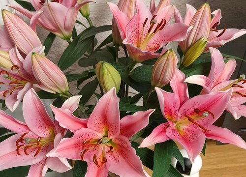 代表长久的花