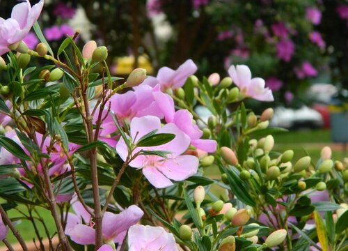 花卉栽培技术与管理方法