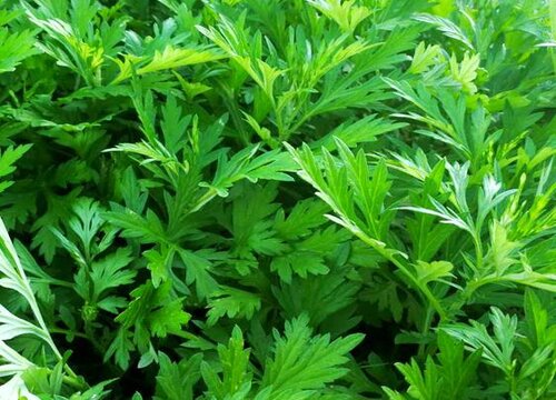 艾草可以泡水喝吗