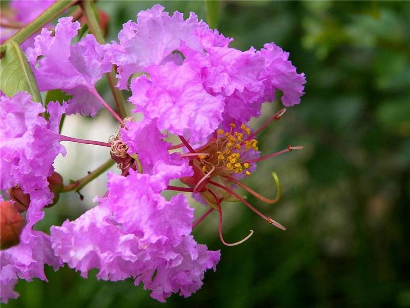 紫薇花什么季节发芽开花