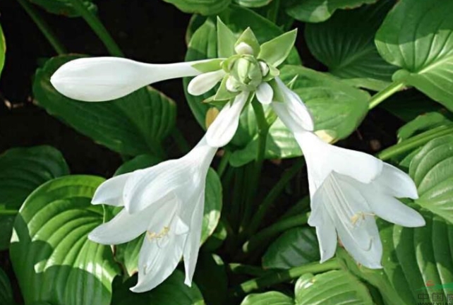 玉春棒可以在室内种植吗（玉春棒种植方式）