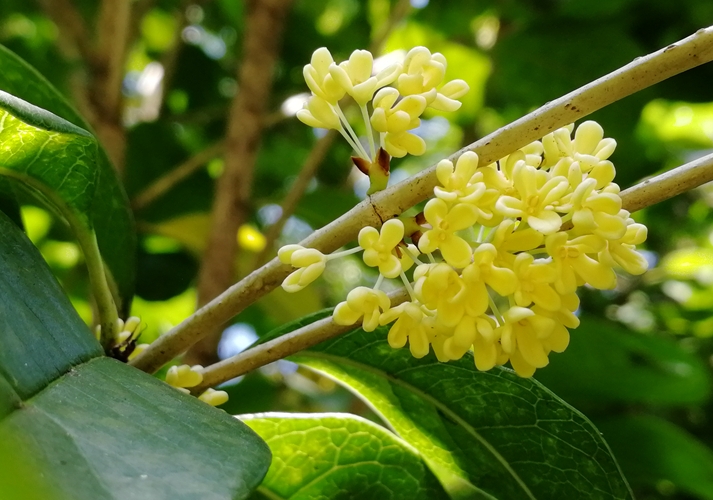 佛顶桂花是什么品种的桂花