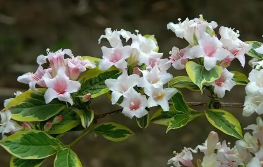 花叶锦带是什么 花叶锦带种植方式介绍