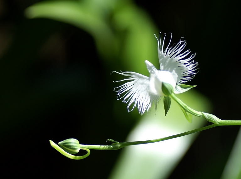 非洲白鹭花长什么样 非洲白鹭花植物部位介绍