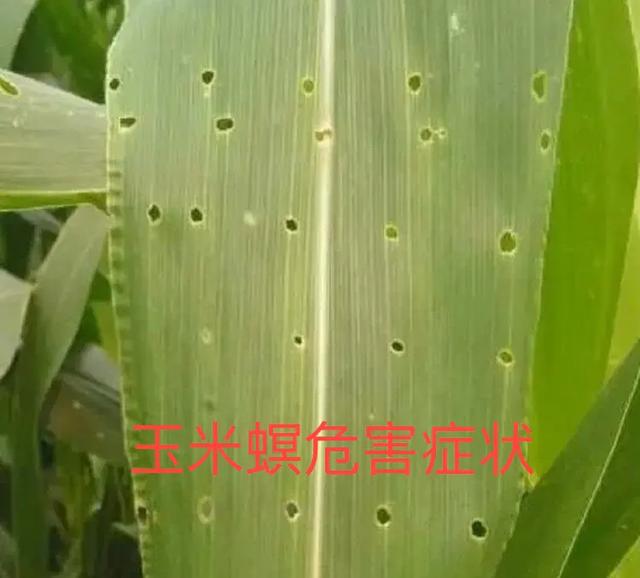 玉米钻心虫什么时候防治最佳(钻心虫什么时间防治好)