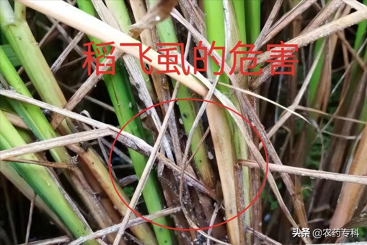 水稻打飞虱如何施药（水稻后期用什么药打飞虱效果好）