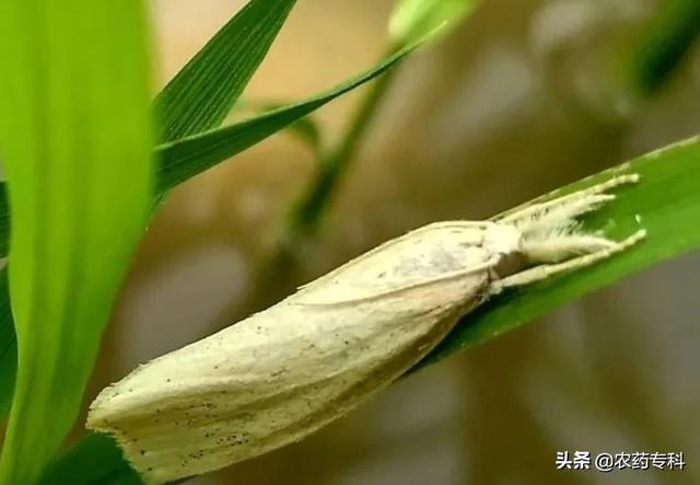 水稻钻心虫用什么药防治(稻田钻心虫农药配方死虫快效果好)
