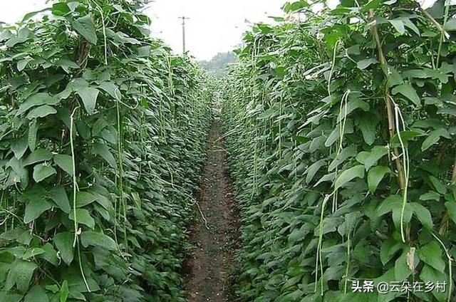 豆角干叶卷叶原因与补救方法（豆角卷叶可以用农家肥吗）