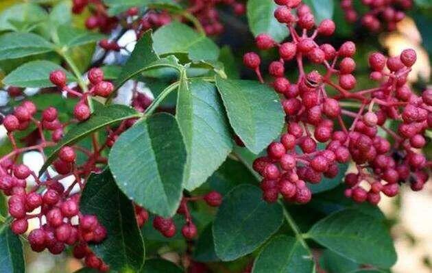 花椒树什么时候浇水合适（移栽花椒树一年浇几次水最好）