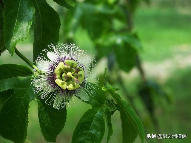 百香果不开花结果的原因(百香果树光开花不结果怎么回事)