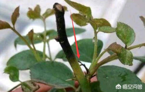 月季修剪后黑杆要怎么拯救 (教你一招解决月季黑杆)