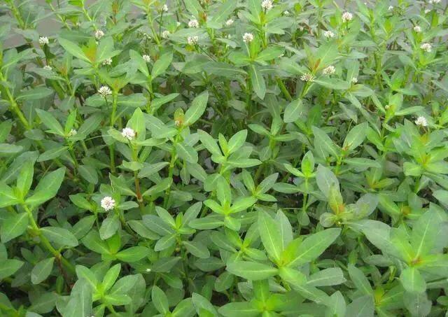 田地里水花生怎么能除尽根治（水花生草用什么方法烂根）