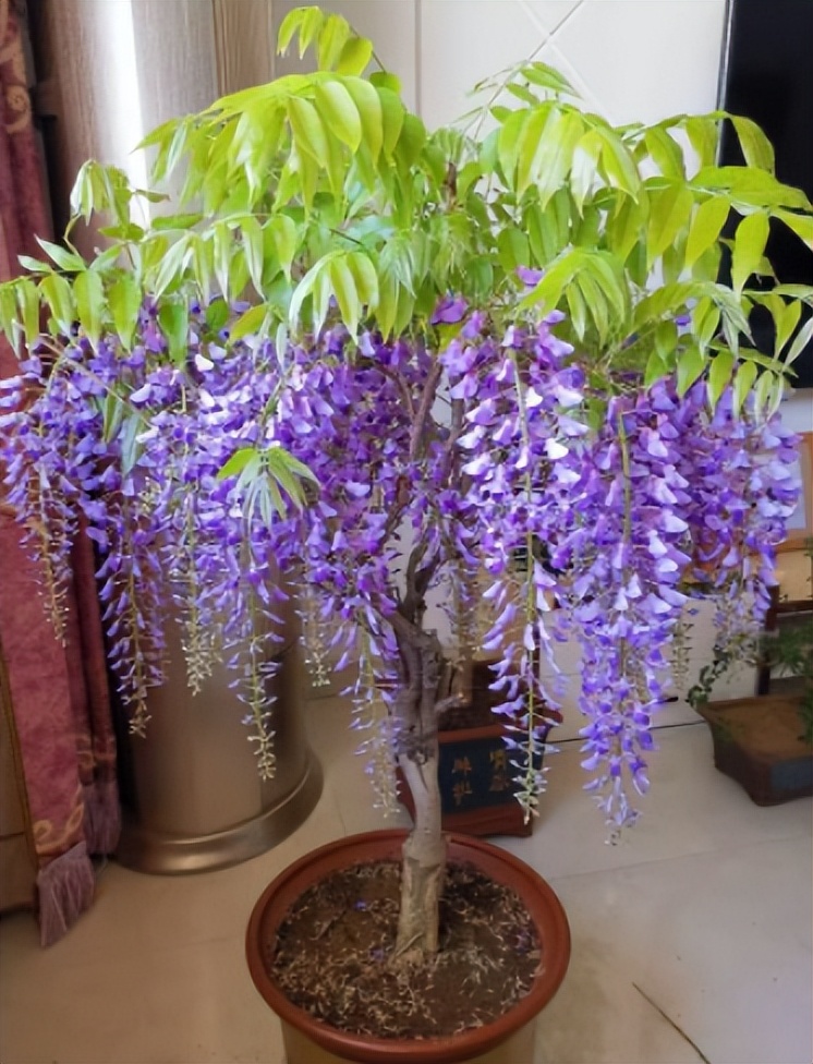紫藤花养在室内怎么养殖开花多(如何养出漂亮的紫藤花)
