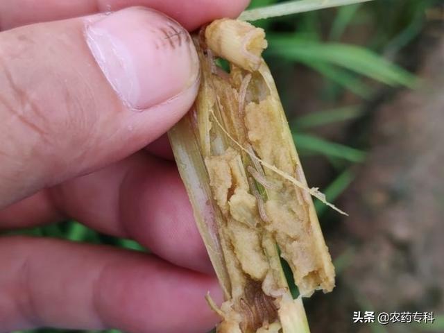 水稻钻心虫用什么药效果好（水稻钻心虫严重打什么药管用）