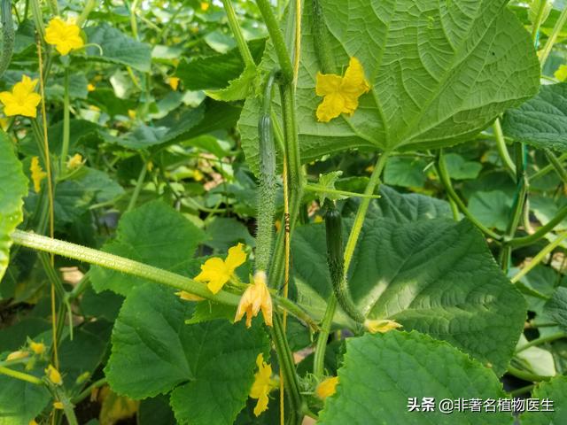 黄瓜开花时可以打药吗（黄瓜开花前后喷施杀菌剂行吗）