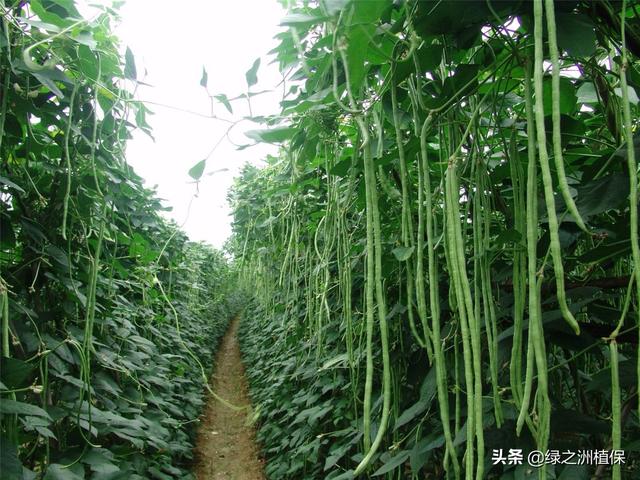 豇豆能不能重茬种植（豇豆连续种植注意事项）