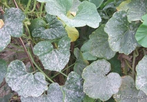 苦瓜苗期有哪些病虫害(种植苦瓜容易发生的病虫害及防治)