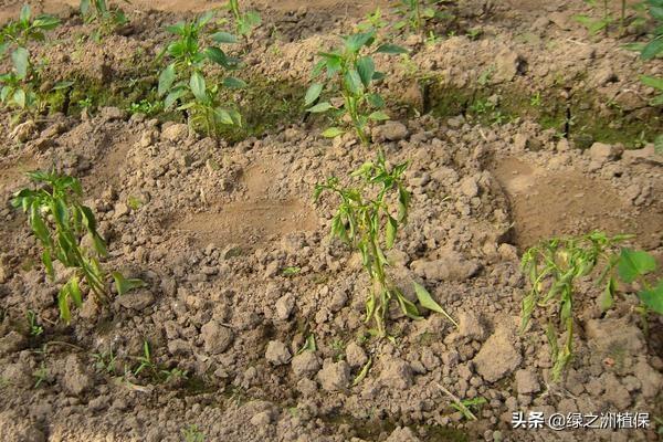 防治辣椒死棵最好的药（辣椒死棵死苗的治疗方法）