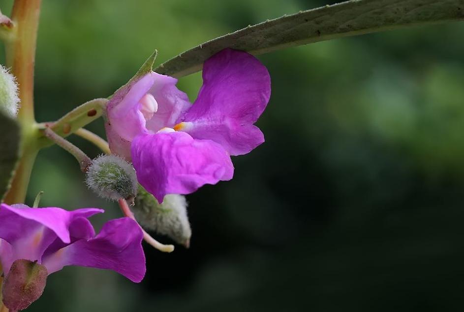 凤仙花的寓意和象征含义(凤仙花象征着什么意义)