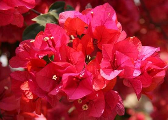 三角梅是哪个城市的市花(我国厦门的市花是三角梅吗)