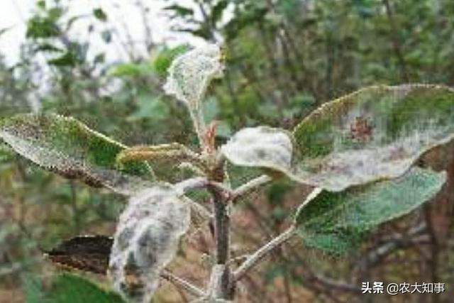 新栽苹果树长虫子就像白色蜘蛛网一样（是什么病，怎么治）