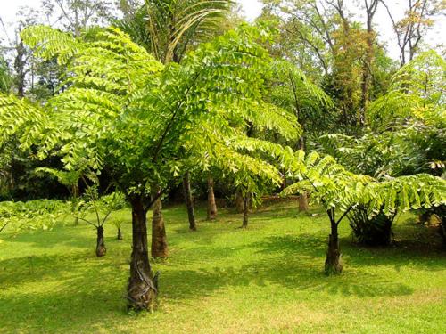 桫椤是什么植物类别 属于什么科植物