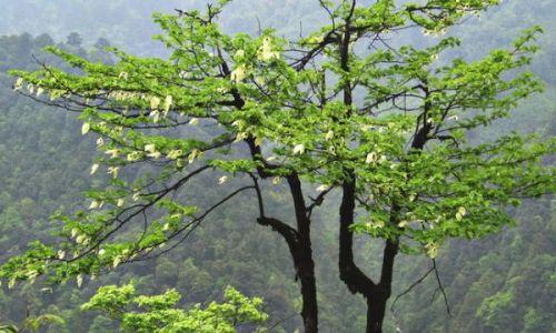 珙桐是什么植物类别 属于什么科植物