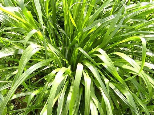 黑麦草种植时间 什么时候种最好