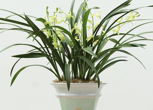 最适合放卧室的十种花 卧室养什么花和植物对身体好