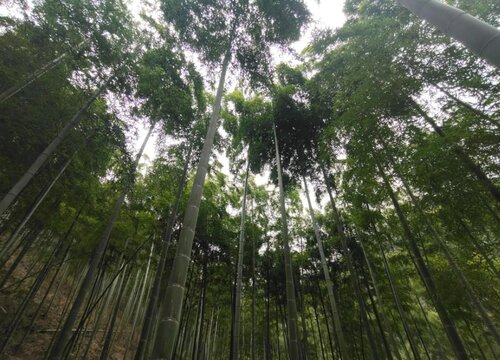 挖冬笋找竹根最准确的方法 怎么找竹鞭诀窍(老经验)