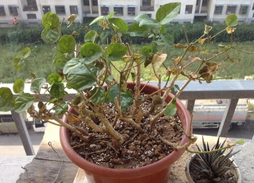 茉莉花黄叶怎么处理 茉莉叶子发黄怎么回事