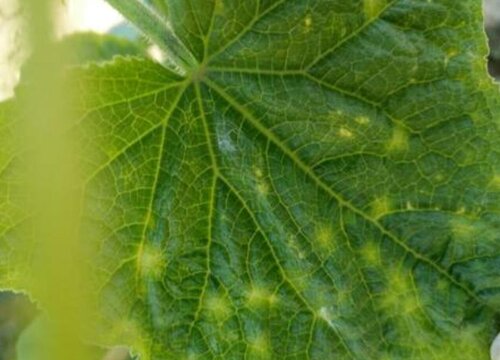 黄瓜花叶病症状及防治方法