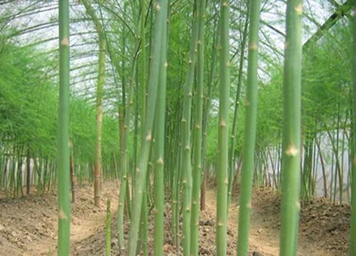 芦笋的生长周期是多长时间