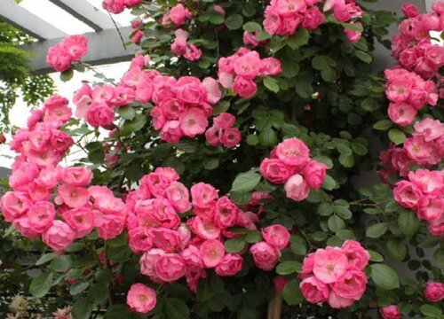 地栽月季花冬天怎么过冬 冬季地栽月季花怎么管理越冬