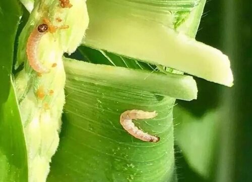 甲维虱螨脲主要杀什么虫(甲维虱螨脲复配对什么虫效果好)