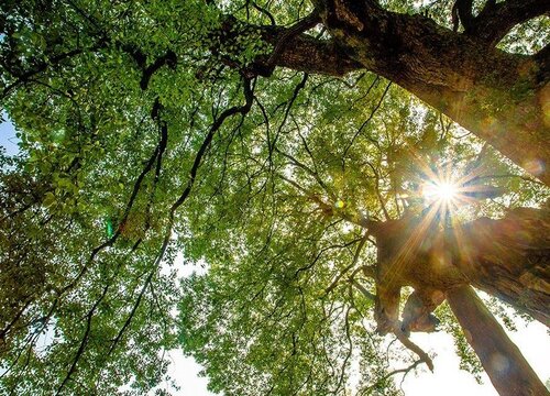 上海适合种什么树和花草 上海路边种什么树比较多