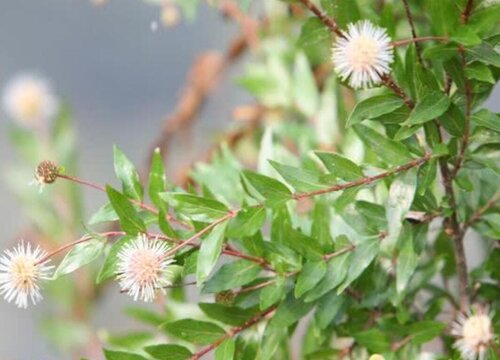 水杨梅耐寒多少度 水杨梅盆景冬季的养护技巧