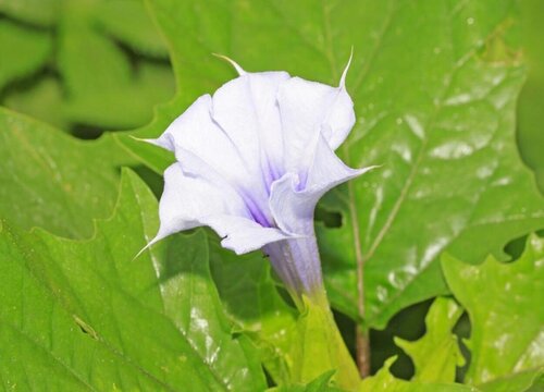 曼陀罗花有什么作用 曼陀罗花的药用与功效