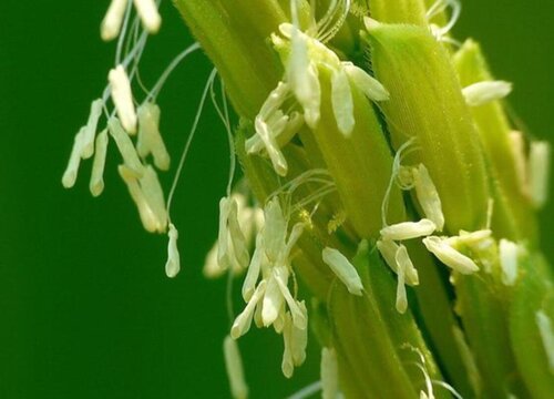 稻子什么时候开花