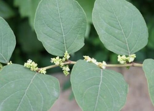 种植什么中药材经济效益高（现在什么中药材种植前景好）