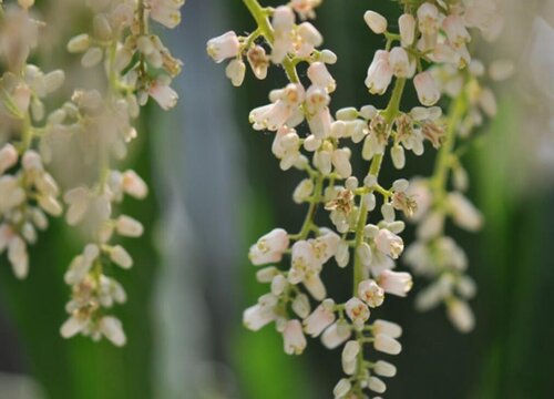 香椿什么时候开花