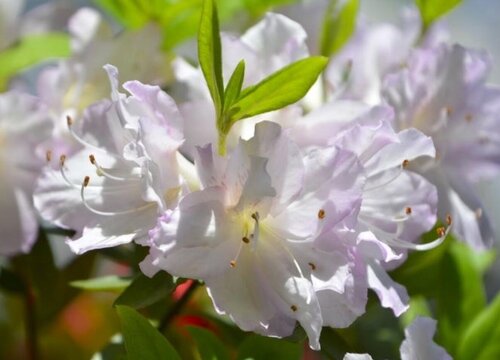 杜鹃花品种