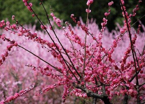 什么梅花最好最贵（梅花哪个品种最珍贵最漂亮）