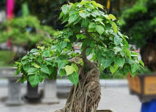 家里养菩提树好不好 菩提树适合在室内养吗