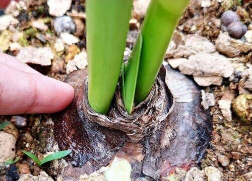 朱顶红种球种植方法和时间 朱顶红种球怎么栽培及注意事项