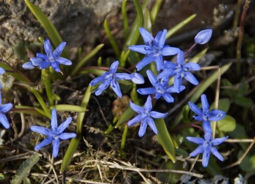 蓝星花的养殖方法和注意事项（蓝星花怎么养护）