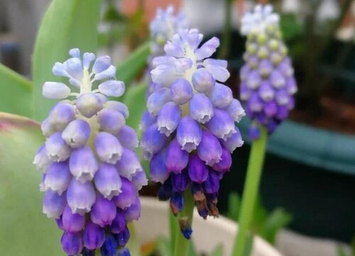 葡萄风信子3