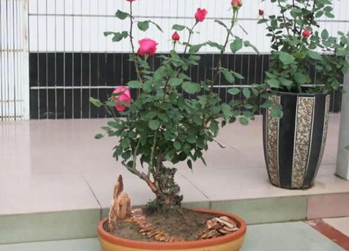 嫁接月季花用什么砧木最好(树状月季花砧木有几种选择)